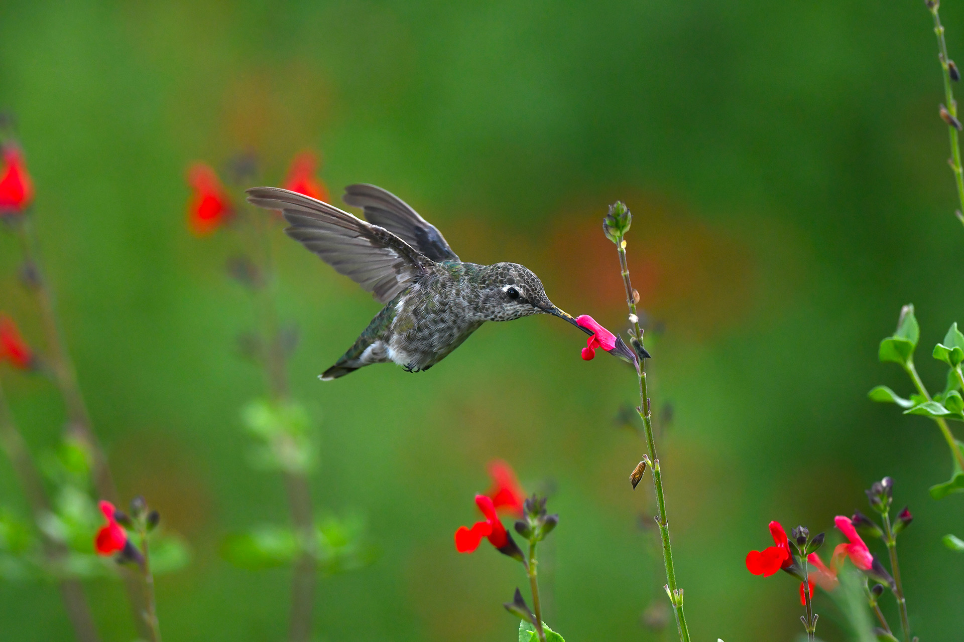 Greg and Ana’s Hummingbirds Button