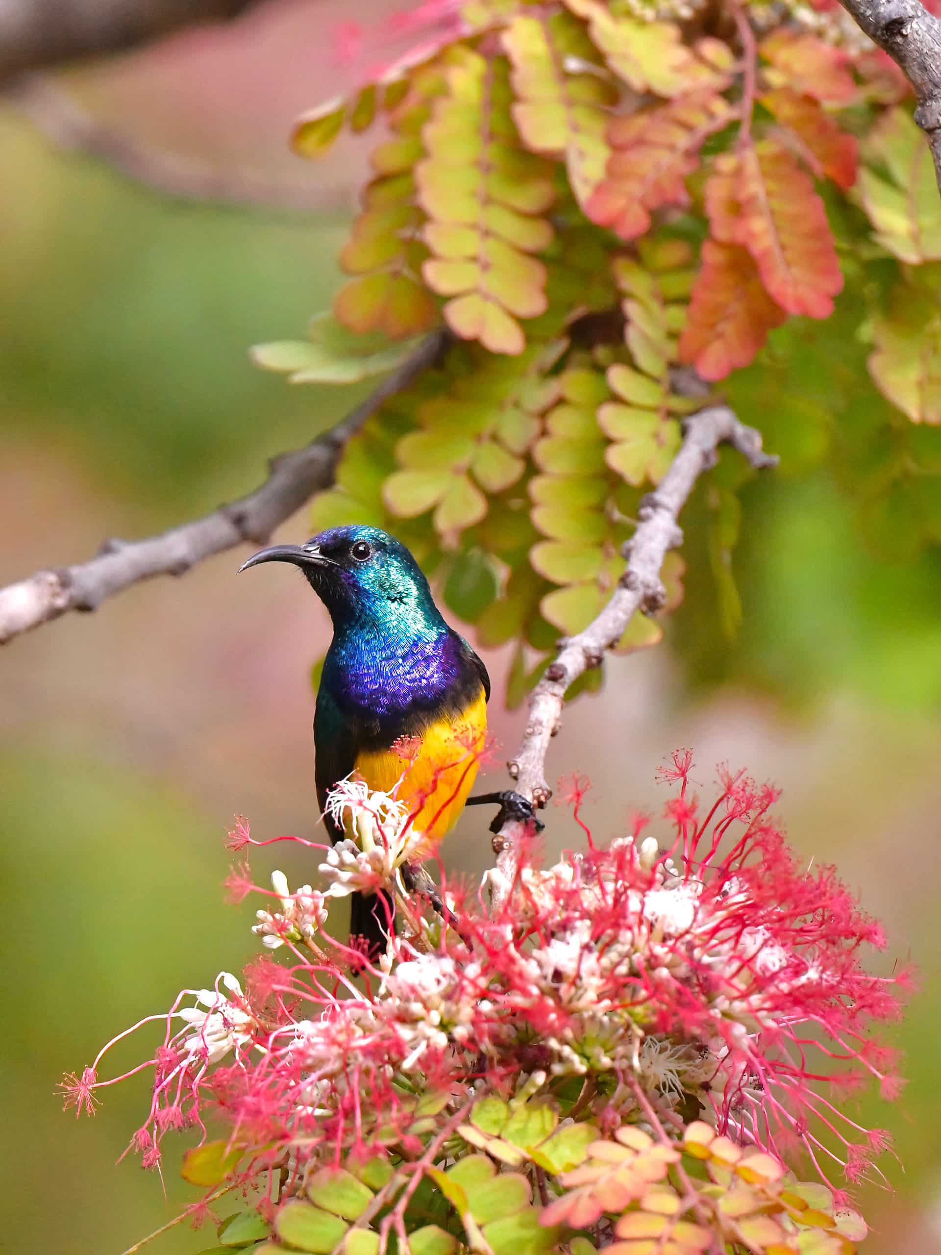 Dazzling Sunbirds Button