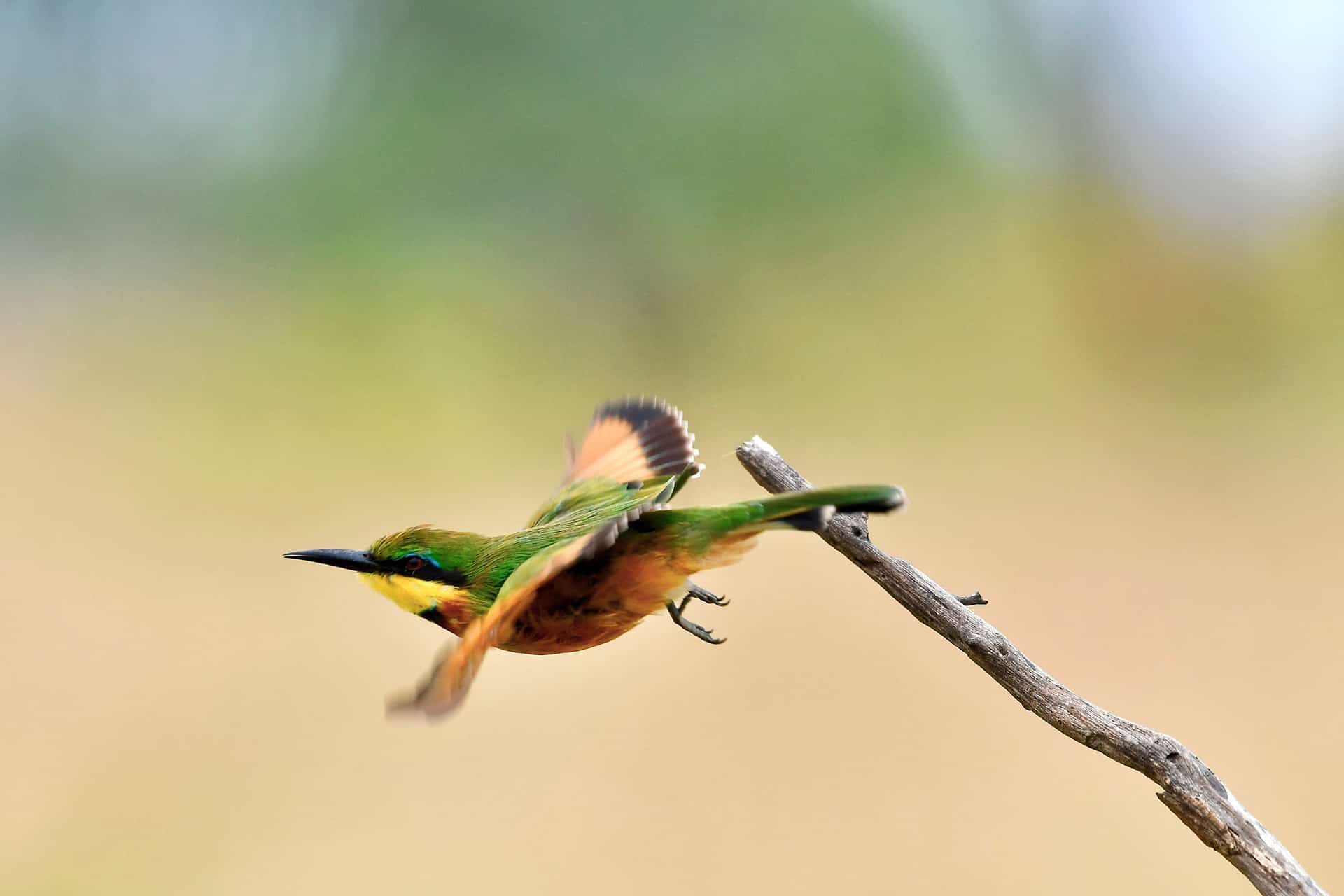 Elegant Bee-eaters Button